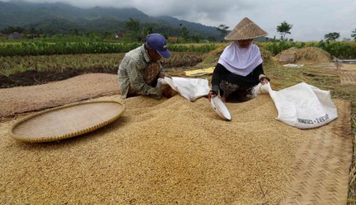 petani beras