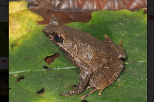 katak tanduk aceh