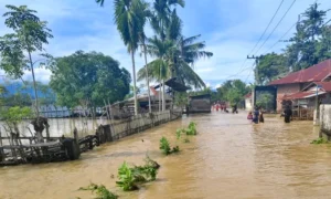 Sejumlah lokasi diterjang banjir di Pidie dan Pidie Jaya, Sabtu (23/11/2024). Foto: Pikiran Aceh