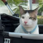 67152b361ab55 kucing prabowo bobby kertanegara kini resmi menghuni istana dengan cat stroller 1265 711