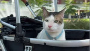 67152b361ab55 kucing prabowo bobby kertanegara kini resmi menghuni istana dengan cat stroller 1265 711