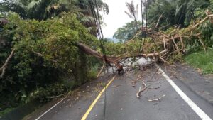 Pohon dan tiang listrik tumbang ke jalan lintas nasional Bireuen- Takengon Kamis ( 2/1/2025). Foto:( InfoPublik / MC Aceh/03y)