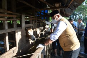 Pj. Gubernur Aceh, Dr. Safrizal, ZA M. Si didampingi Kadis Pertenakan Aceh, Zalsupran Melakukan Vaksinasi PMK di Gampong Emperom Kecamatan Jaya Baru, Kota Banda Aceh, Kamis, 9/01/2025. Foto: Biro Adpim