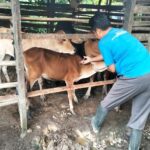 Proses pengecekan hewan ternak oleh pihak Dinas Pangan, Pertanian, Kelautan dan Perikanan (DPPKP) Kota Langsa. Foto: Humas DPPKP Langsa