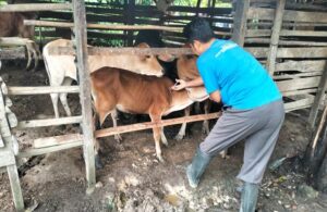 Proses pengecekan hewan ternak oleh pihak Dinas Pangan, Pertanian, Kelautan dan Perikanan (DPPKP) Kota Langsa. Foto: Humas DPPKP Langsa