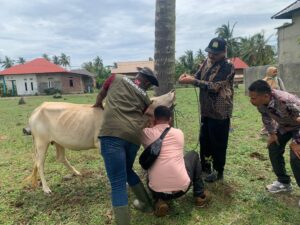 Ribuan Ternak di Aceh Terinfeksi PMK, Peternak Diminta Waspada. Foto: InfoPublik