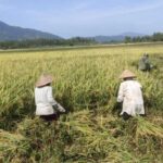 Petani memanen padi di Kecamatan Simpang Tiga, Kabupaten Aceh Besar. Foto: Humas Pemkab Aceh Besar