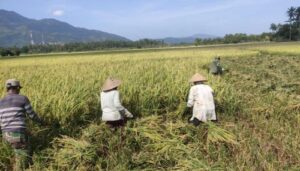 Petani memanen padi di Kecamatan Simpang Tiga, Kabupaten Aceh Besar. Foto: Humas Pemkab Aceh Besar