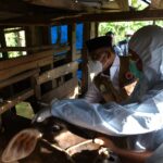 Penjabat Gubernur Aceh Dr H Safrizal ZA M Si, memimpin langsung “Operasi” penanganan dan penanggulangan PMK di Tanoh Rencong 7 Februari 2025. Foto: Biro Adpim