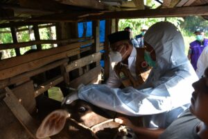 Penjabat Gubernur Aceh Dr H Safrizal ZA M Si, memimpin langsung “Operasi” penanganan dan penanggulangan PMK di Tanoh Rencong 7 Februari 2025. Foto: Biro Adpim