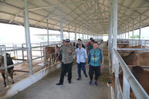 Penjabat (Pj) Gubernur Aceh, Dr. H. Safrizal ZA, M.Si, meninjau Balai Pembibitan Ternak Unggul dan Hijauan Pakan Ternak (BPTU-HPT) Indrapuri, Minggu, 9/2/2025. Kunjungan itu bertujuan untuk melihat langsung proses pengembangan sapi unggul khas Aceh serta mendorong swasembada daging di Aceh. Foto: Biro Adpim