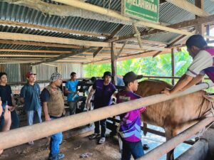 Pemerintah Kabupaten Aceh Besar melalui Dinas Pertanian, melaksanakan vaksinasi massal Penyakit Mulut dan Kuku (PMK) di Kecamatan Blang Bintang, Selasa (4/2/2025). Foto: InfoPublik