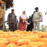 Pj Bupati Aceh Utara, Dr Mahyuzar, memanen jagung di Gampong Sido Mulyo, Kecamatan Kuta Makmur, Kabupaten Aceh Utara, Provinsi Aceh. Foto: Dok. Pemkab Aceh Utara