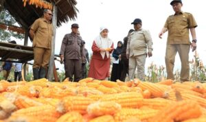 Pj Bupati Aceh Utara, Dr Mahyuzar, memanen jagung di Gampong Sido Mulyo, Kecamatan Kuta Makmur, Kabupaten Aceh Utara, Provinsi Aceh. Foto: Dok. Pemkab Aceh Utara